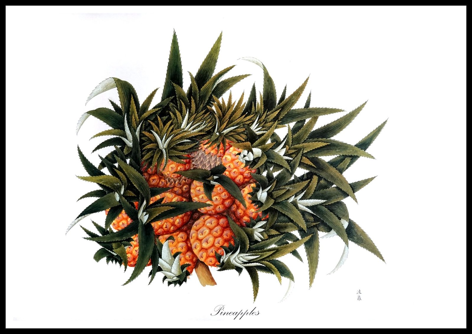 ALP E13021 Pineapples (Antique Prints)